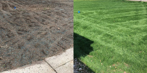 Seeded bare ground on April 27, 2019 (Left), Developed and lush turf on June 6 (Right). Starter fertilizer with Armament applied twice, one month apart. Four applications of Grow-In (Nine ounces per week).