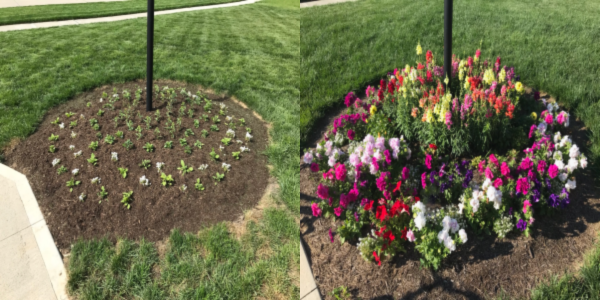 Flowers planted on May 21 (Left), Third Grow-In application on July 6 (Right).