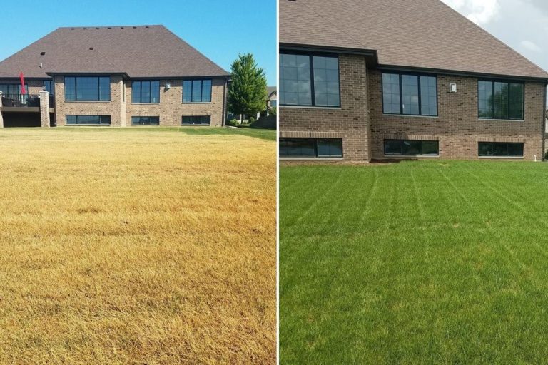 Sod laid mainly in a dormant state (Left), Week three after Grow-In applied (Right). Two applications of Grow-In (Nine ounces per week). Starter fertilizer with Armament applied third week.